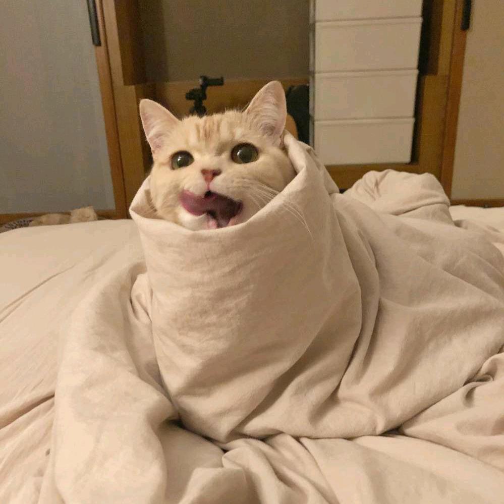 穿梭时间的猫