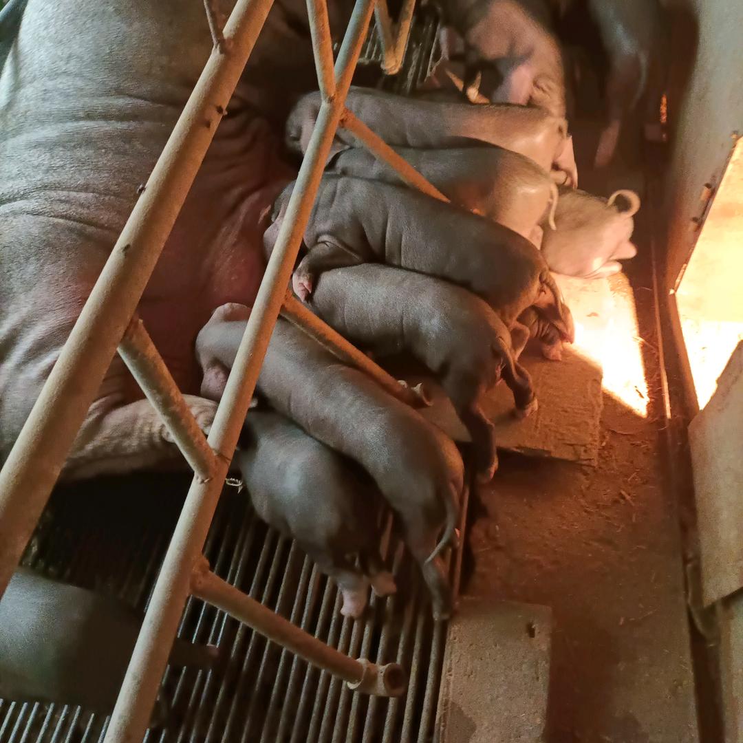 常年提供二元母猪和三元仔猪