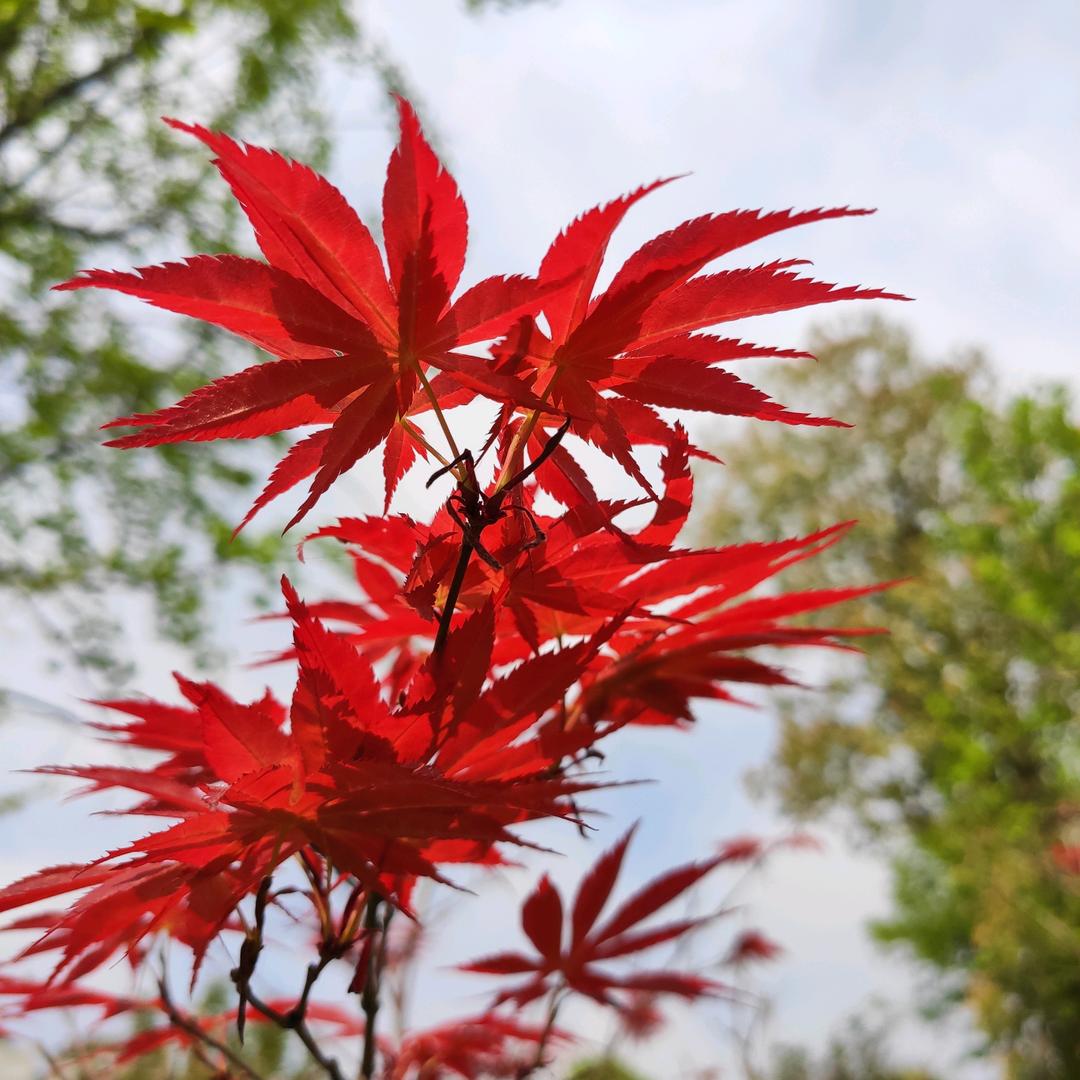 晴天（请勿连赞）