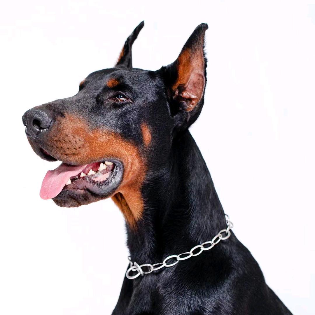 大连杜宾犬 宾来犬業