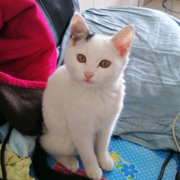 我家懒猫