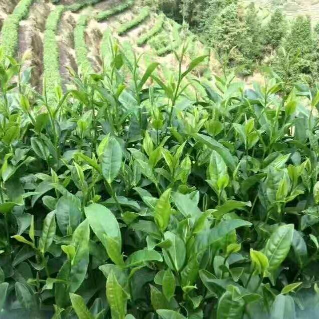 忆香溪茗茶
