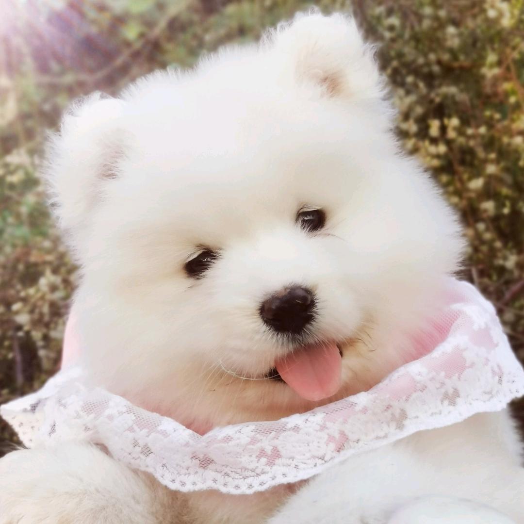 欣宠犬舍金毛犬繁殖俱乐部(萨摩耶)