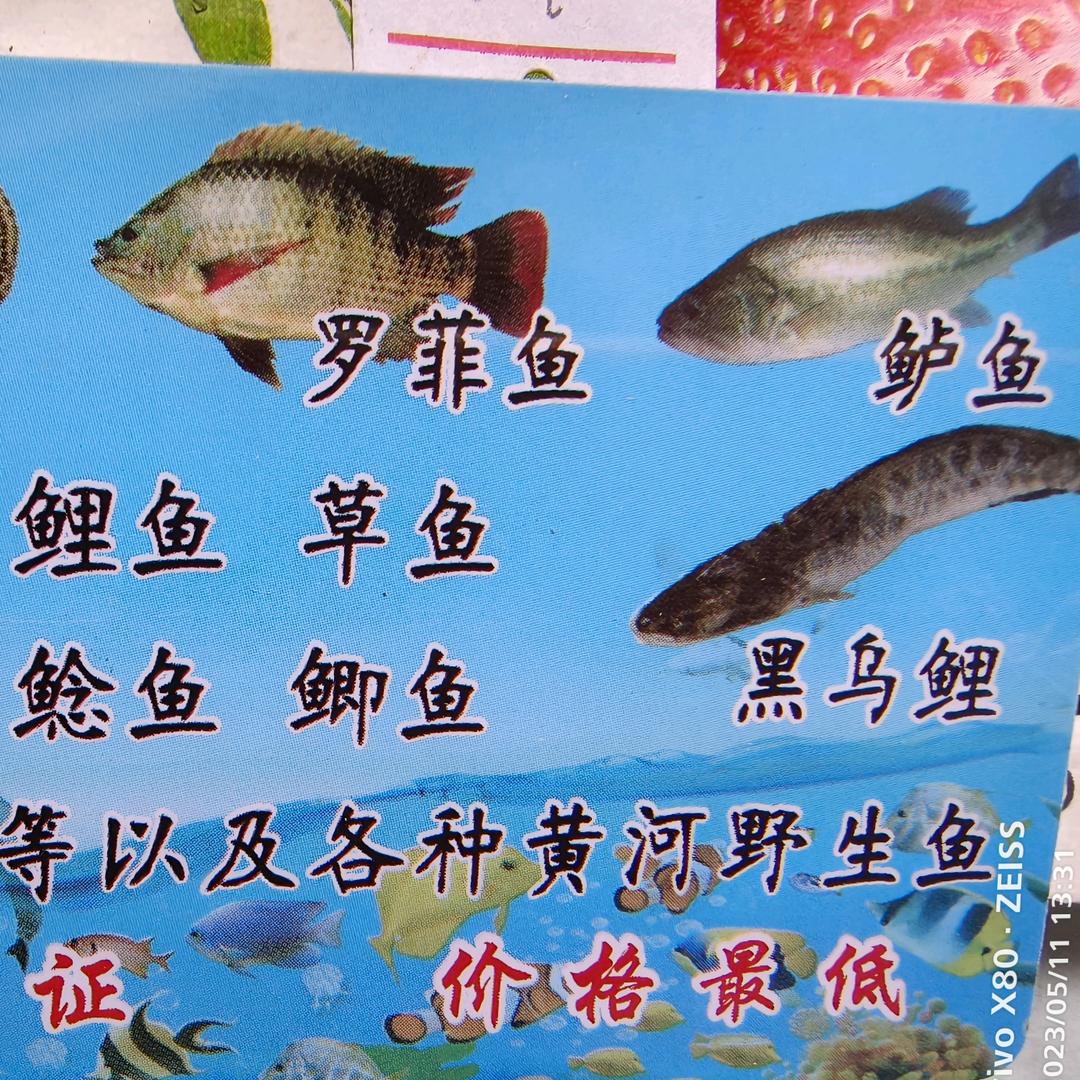 鲜鸡活鱼海鲜批发零售