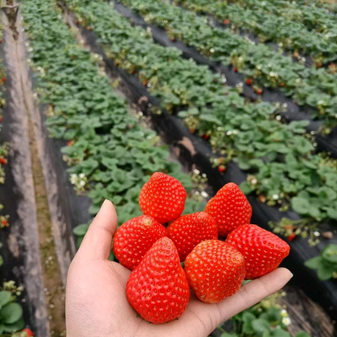 甜甜草莓🍓（长宁开佛）