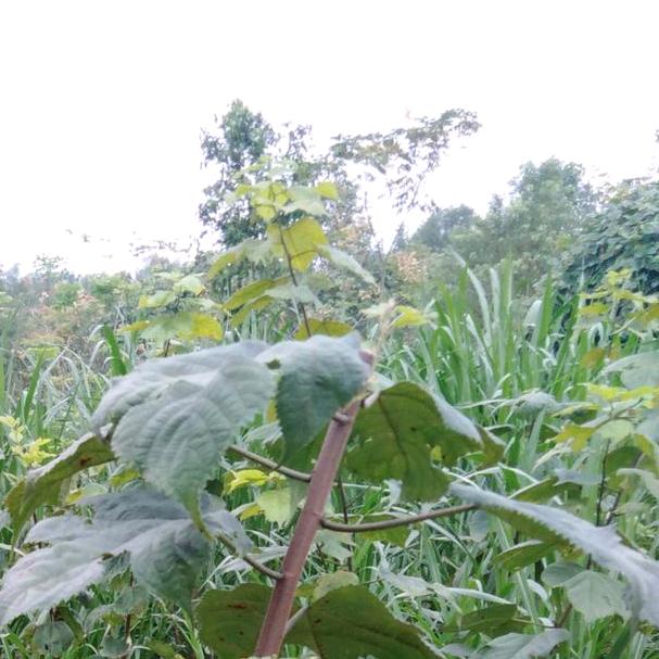 益阳叶片羊日常