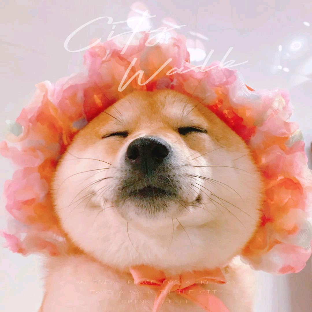 赵火火
