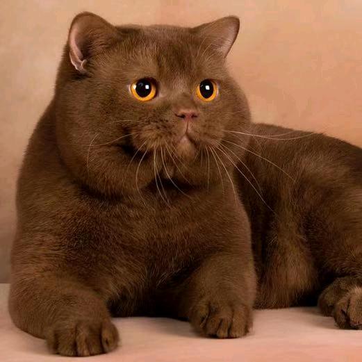 奉天法老名猫