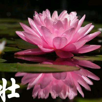 镜中月水中花