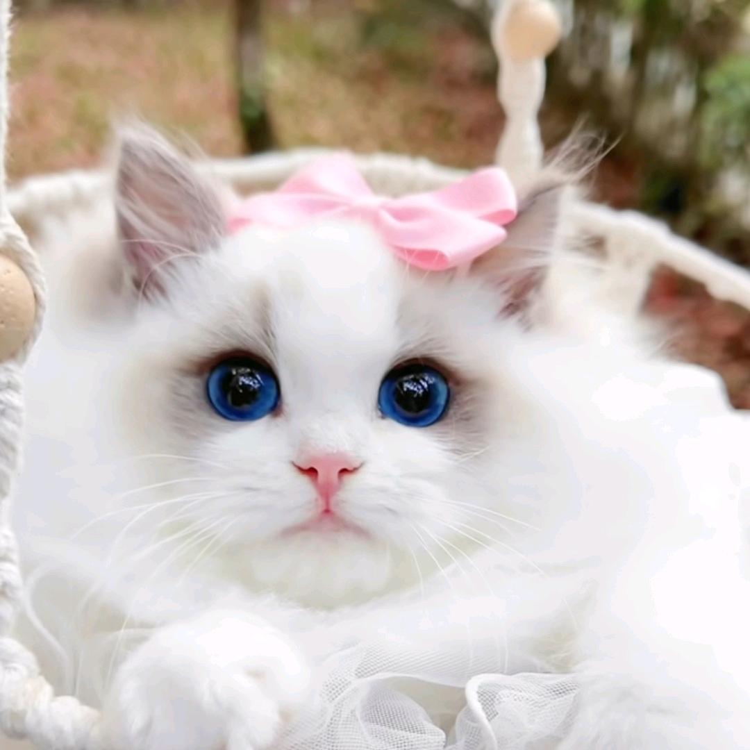 ꧁༺兜来米༻꧂