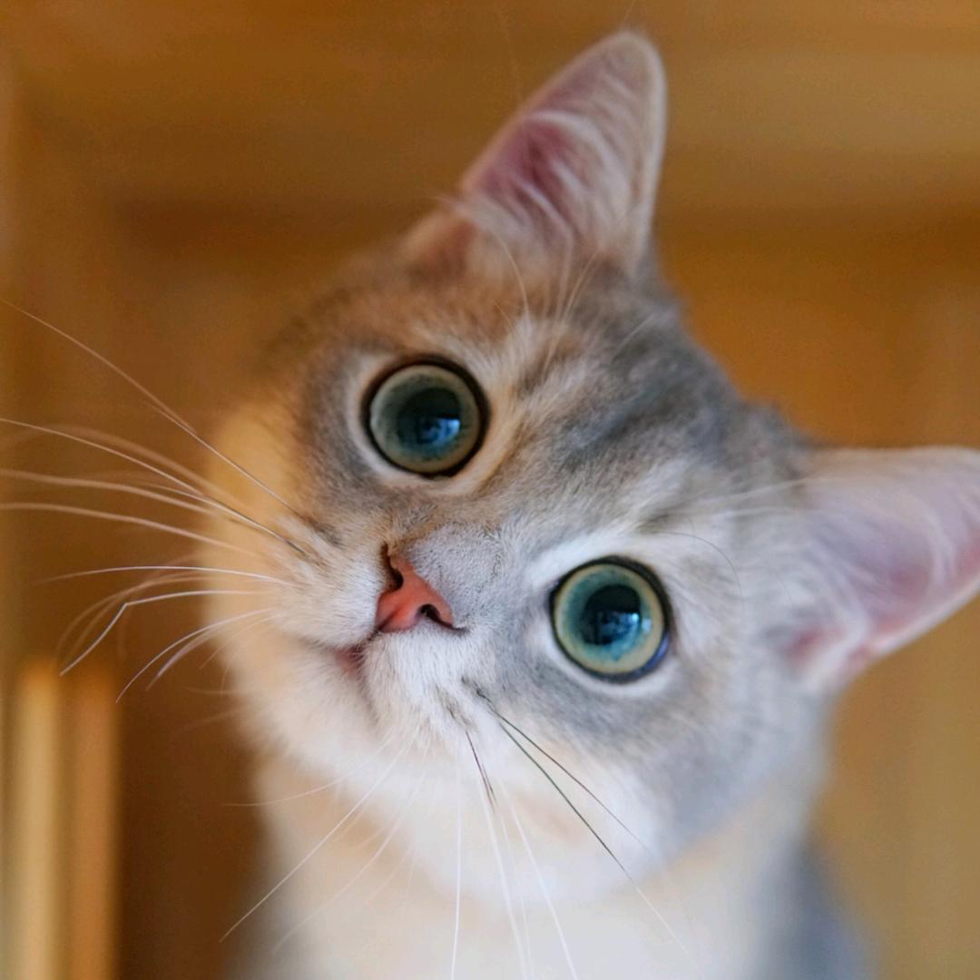 喵先生🐱👨