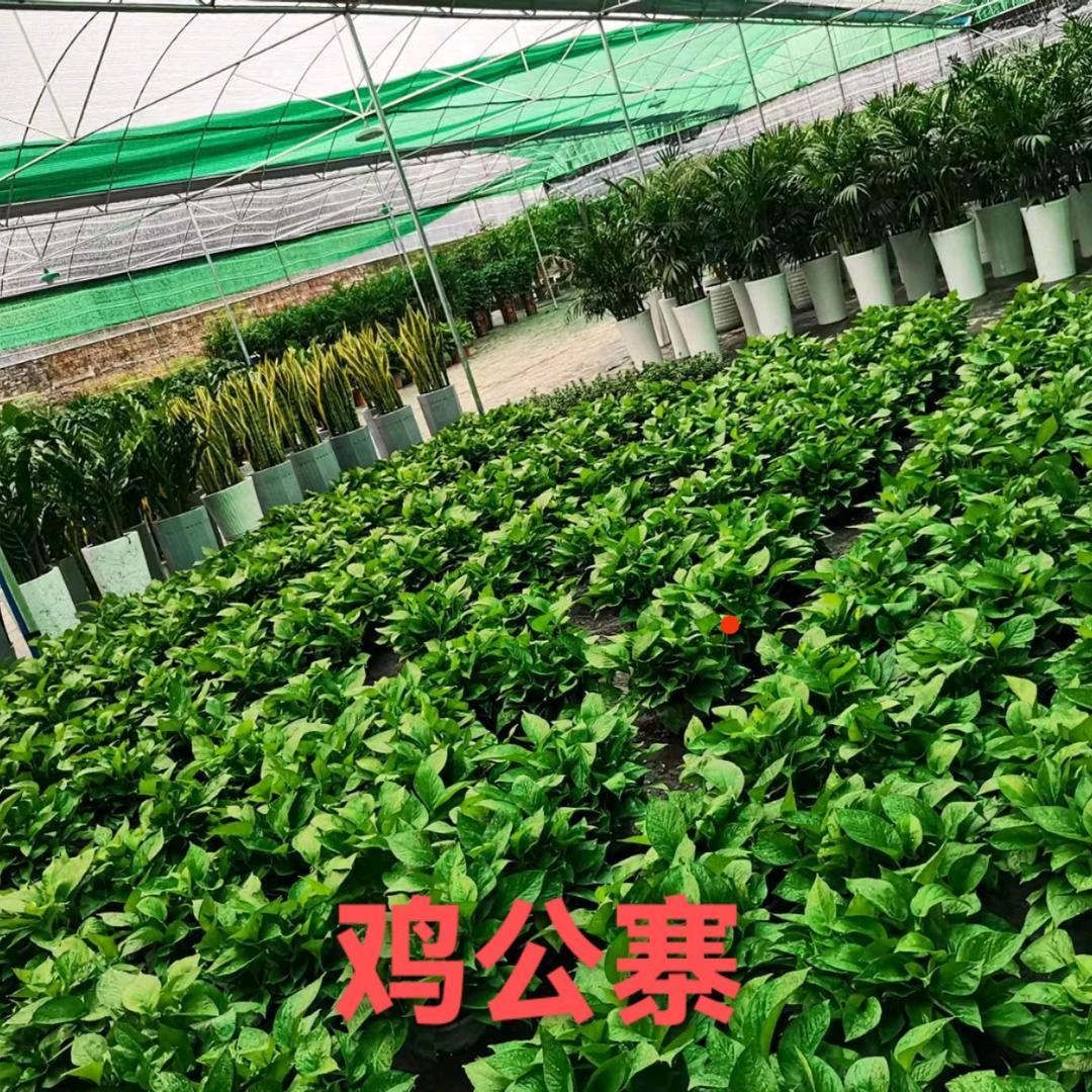 龙山十里花卉绿植园