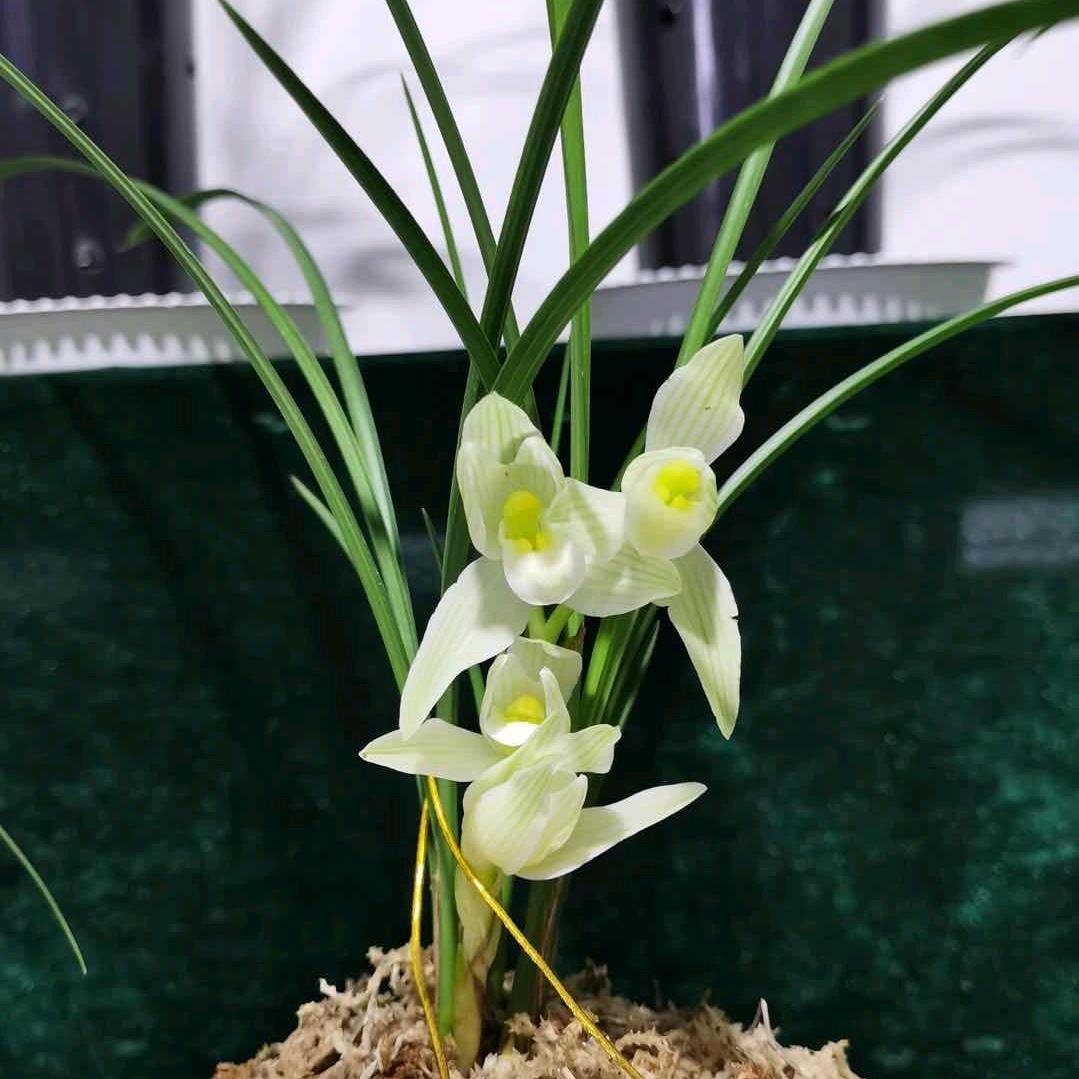 W    专业干挂石材