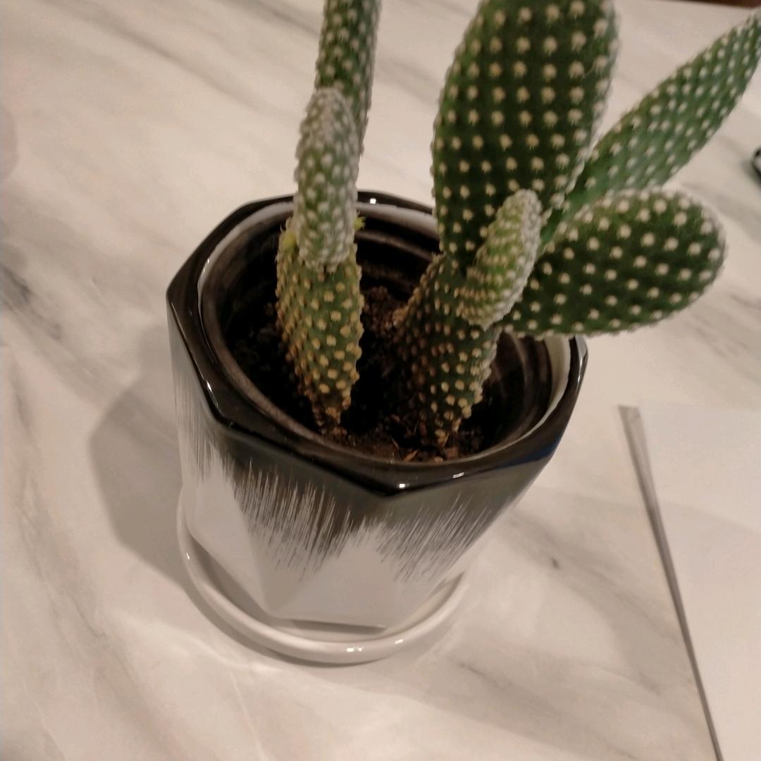 兰陵索菲亚全屋整装销售   黄侠