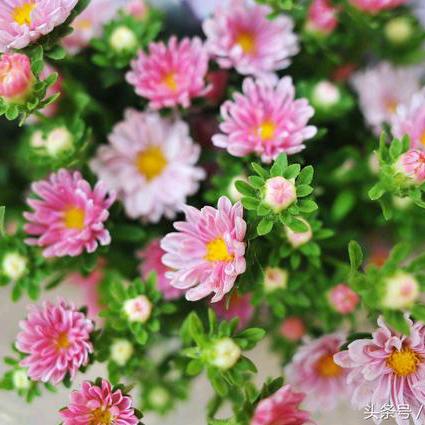 兰花草、拒绝连赞