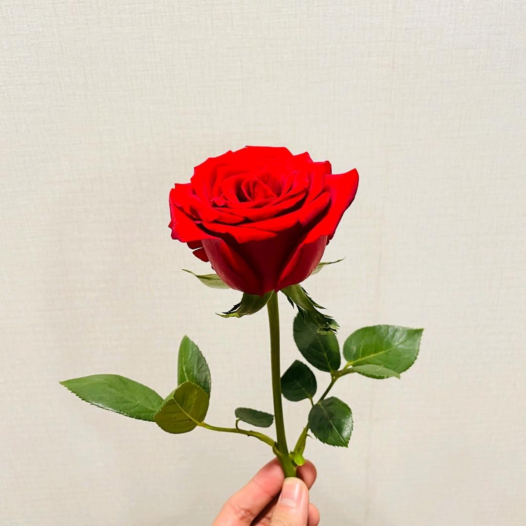 不爱吃香菜头像