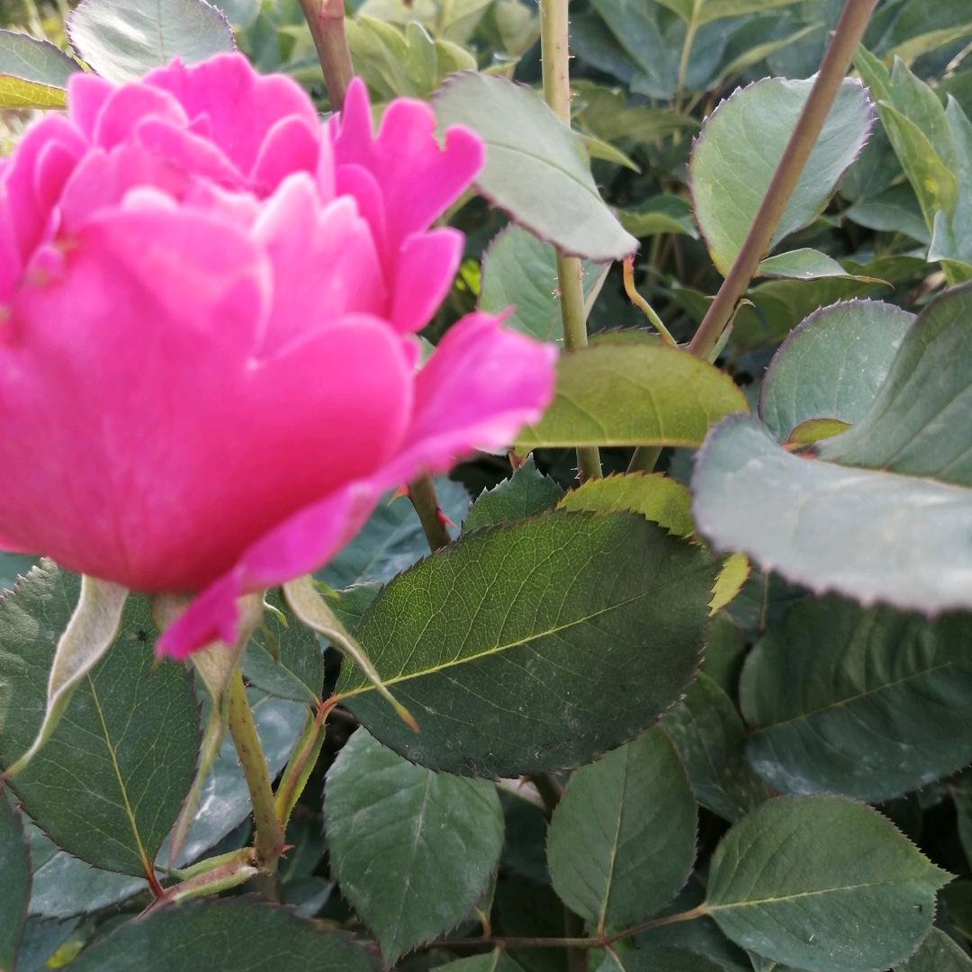紫薇花