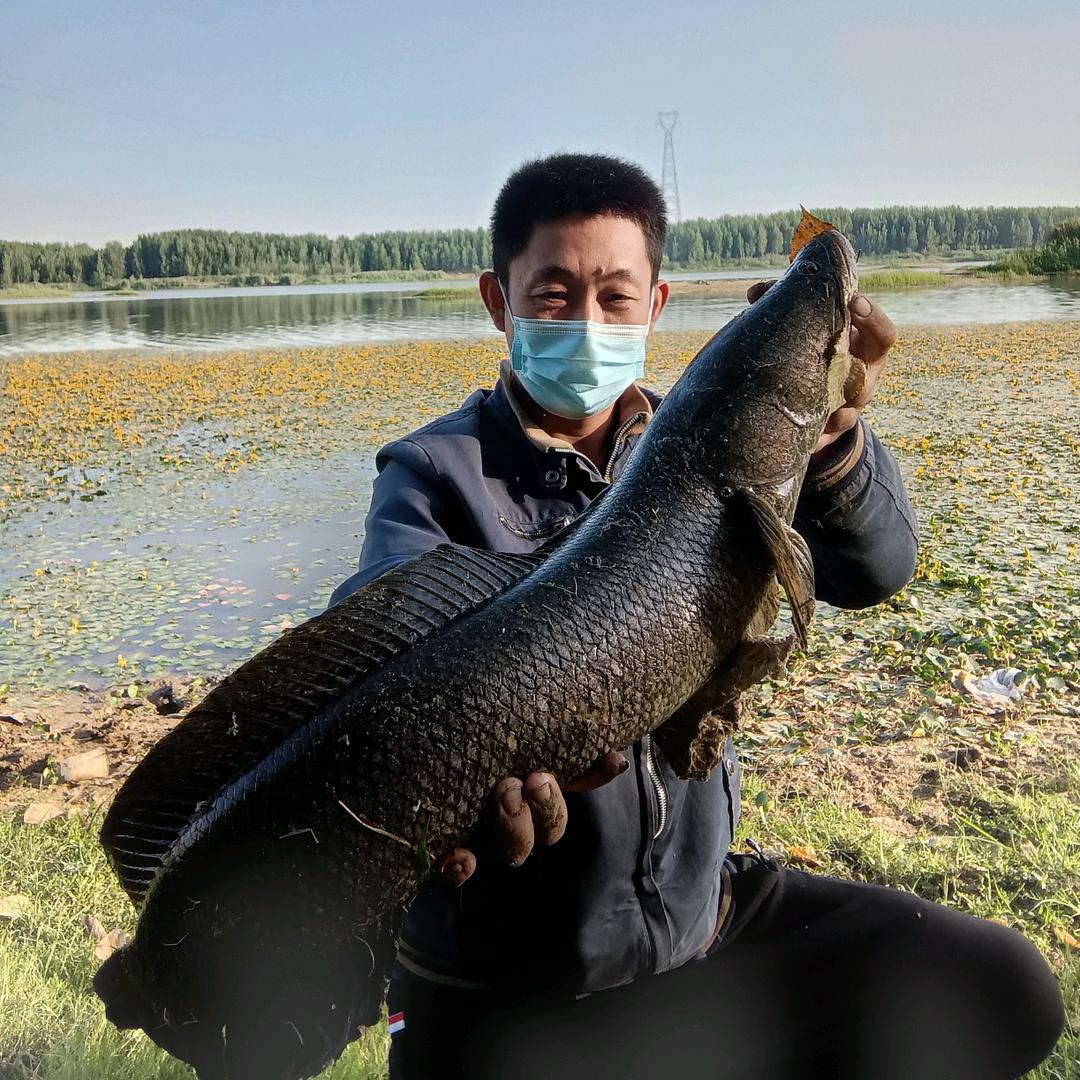 春林雷强猎黑记