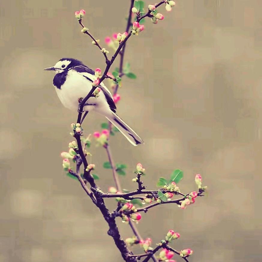亳清河畔