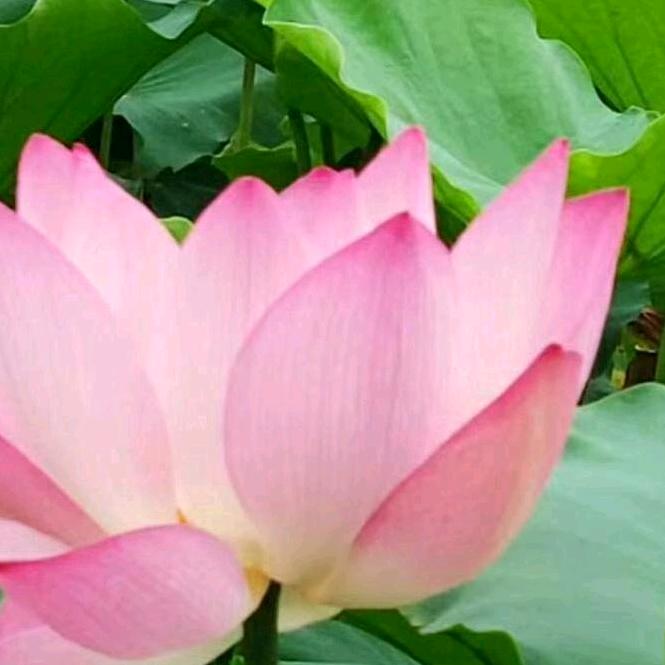 @三妹🍎🍎🌴🌴