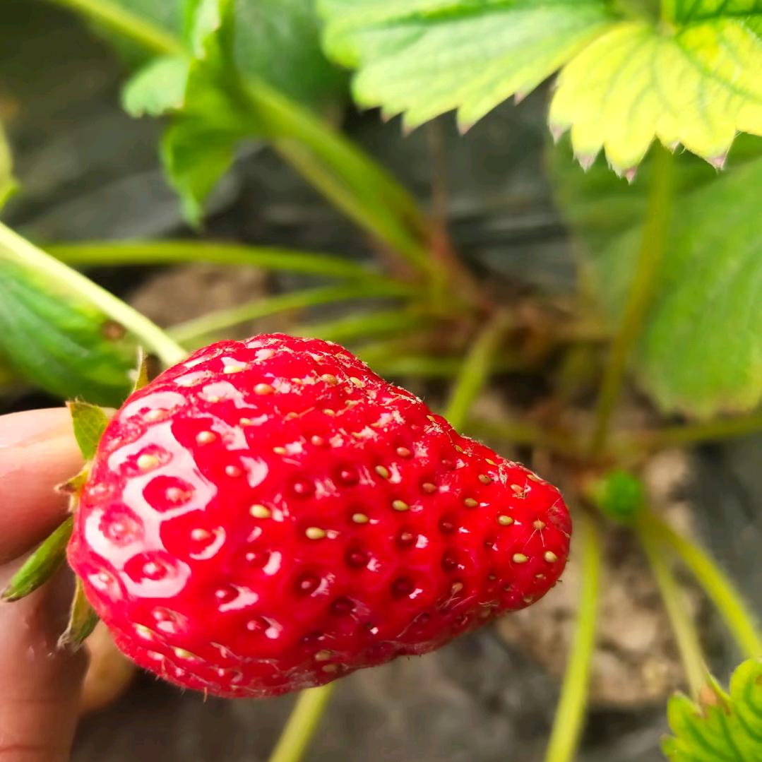 梦想成真L家政，擦玻璃，打扫