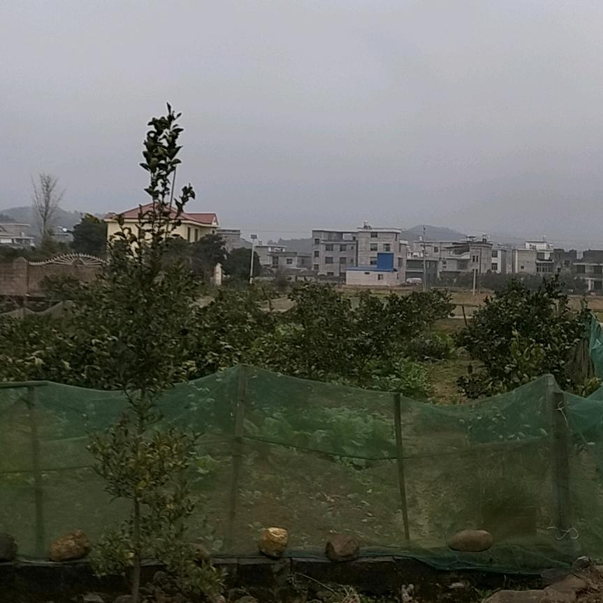 图案忠