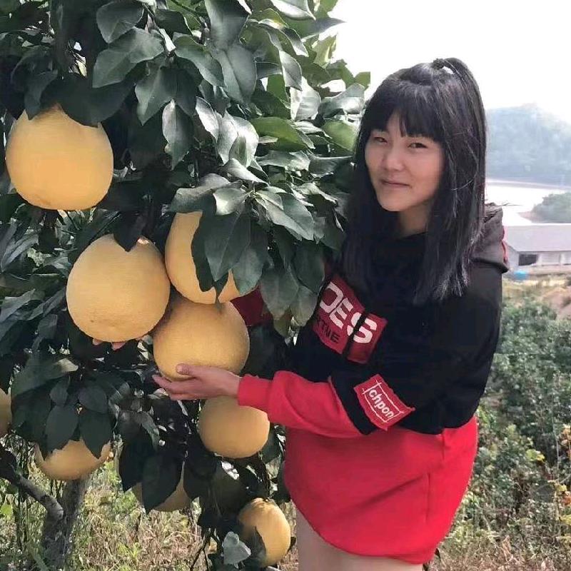 诗献园艺马家柚果树苗木专卖店