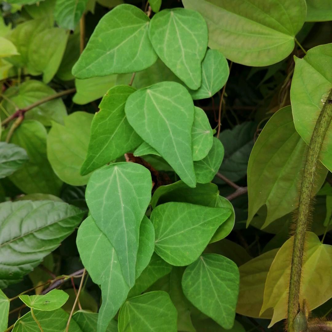 采药仁