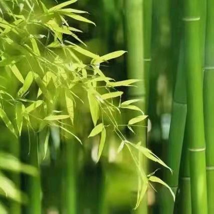 三只小猪童装一店