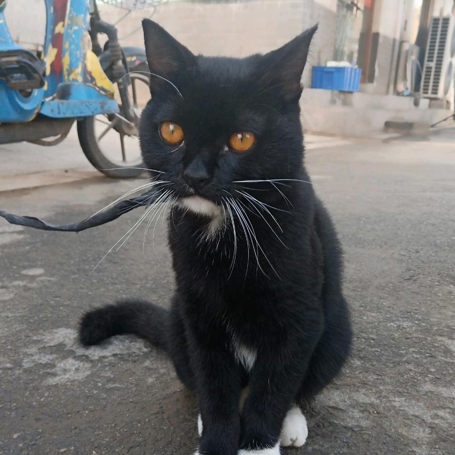 王