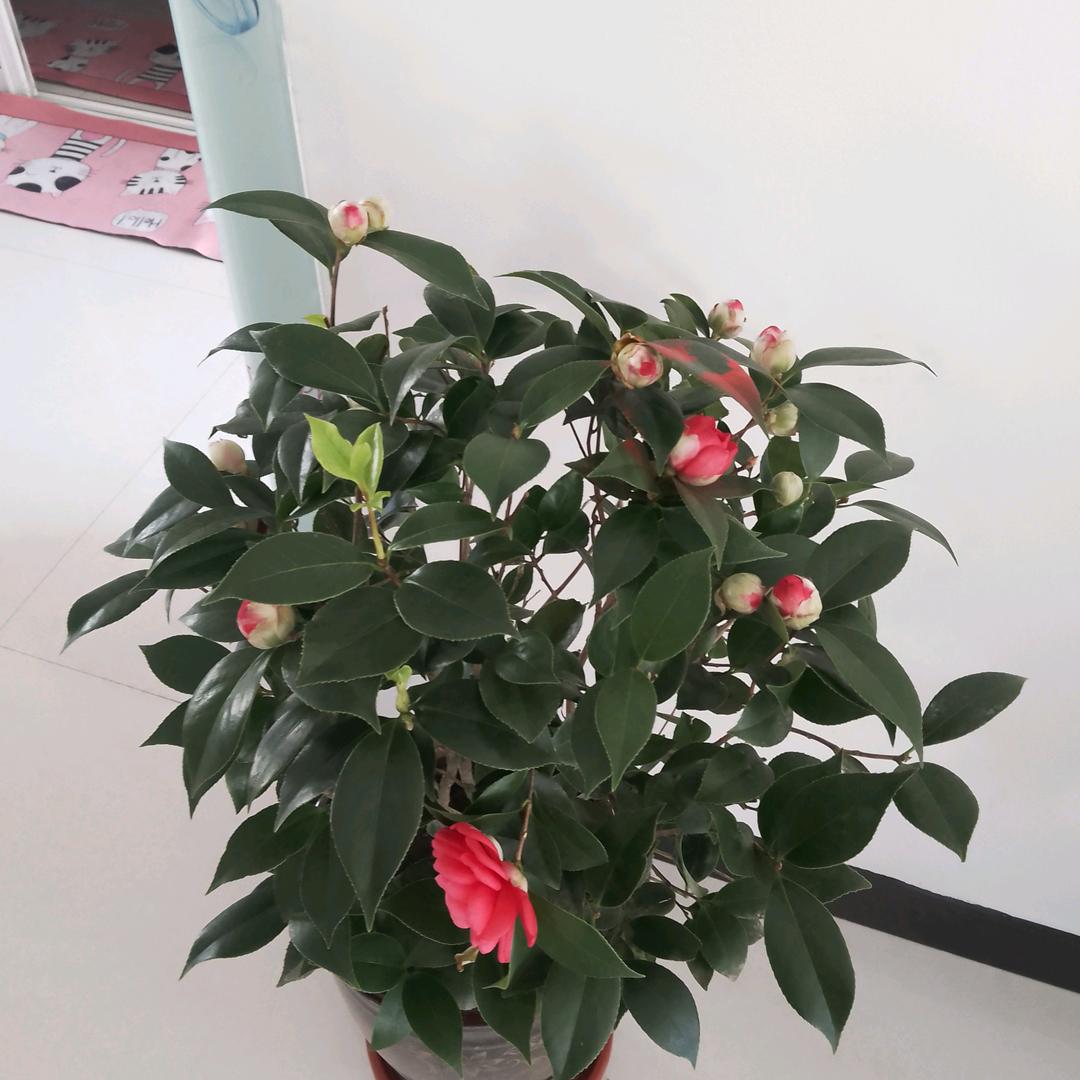 用户2269137962941，花好月圆