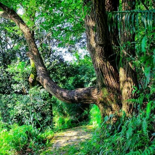 行美养生，幺妹