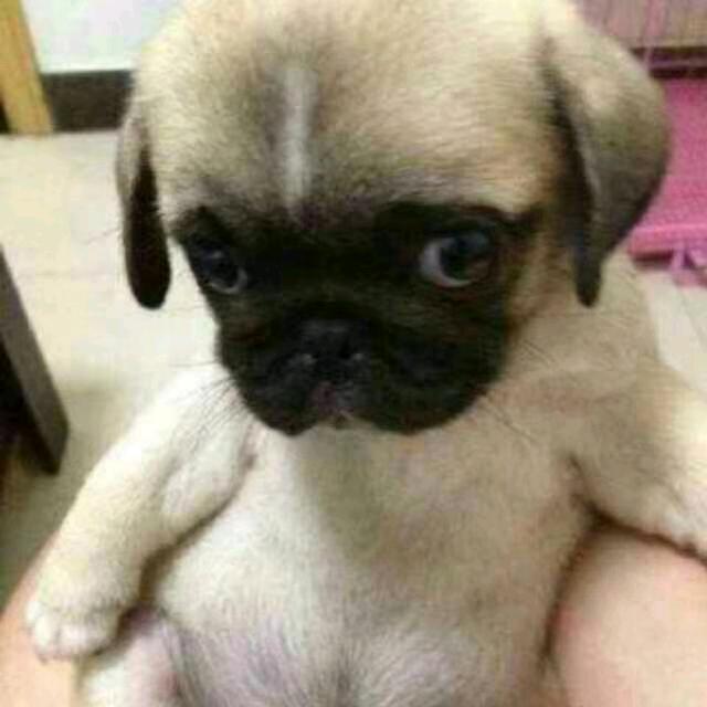 毛毛