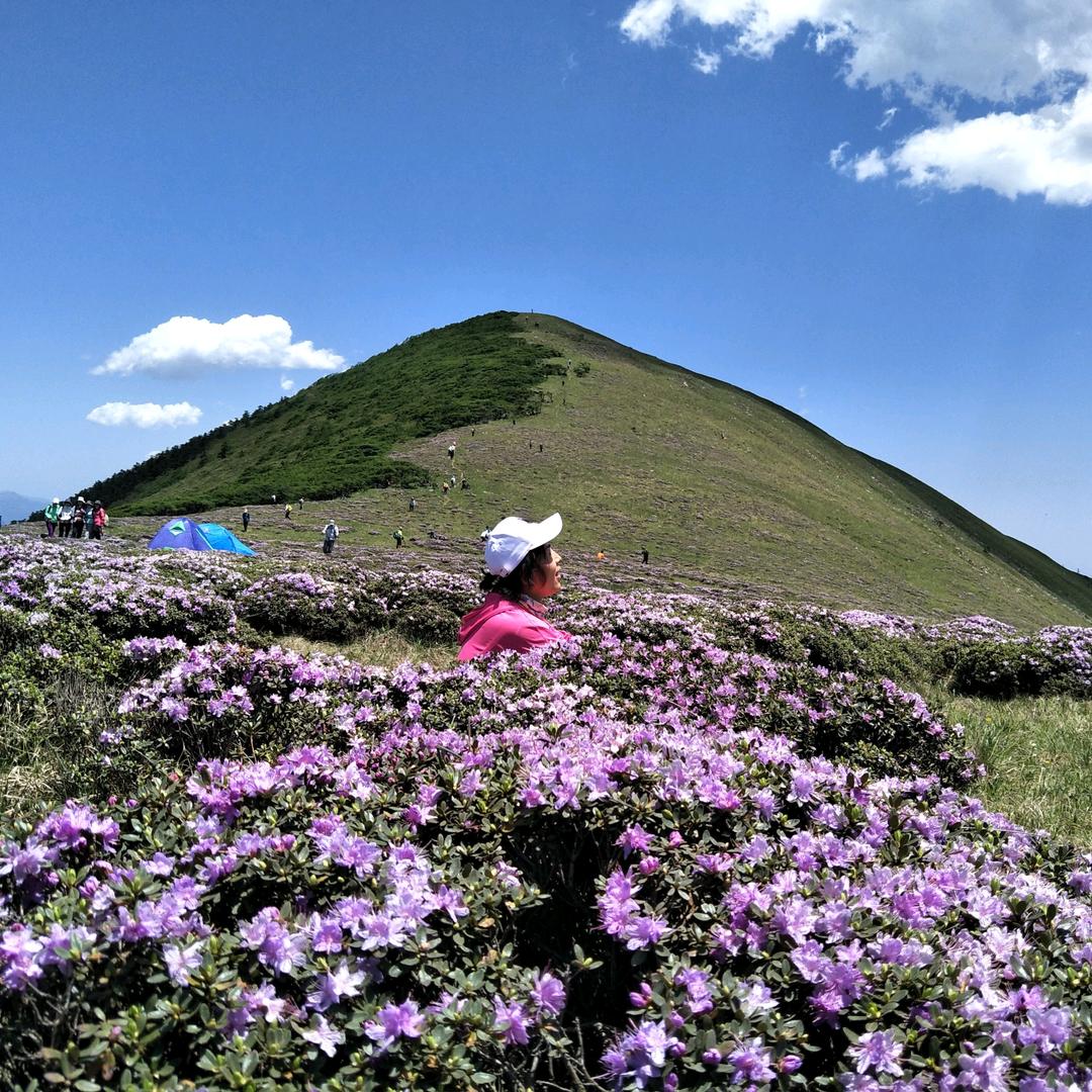 悠悠草