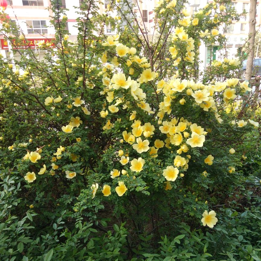 花露