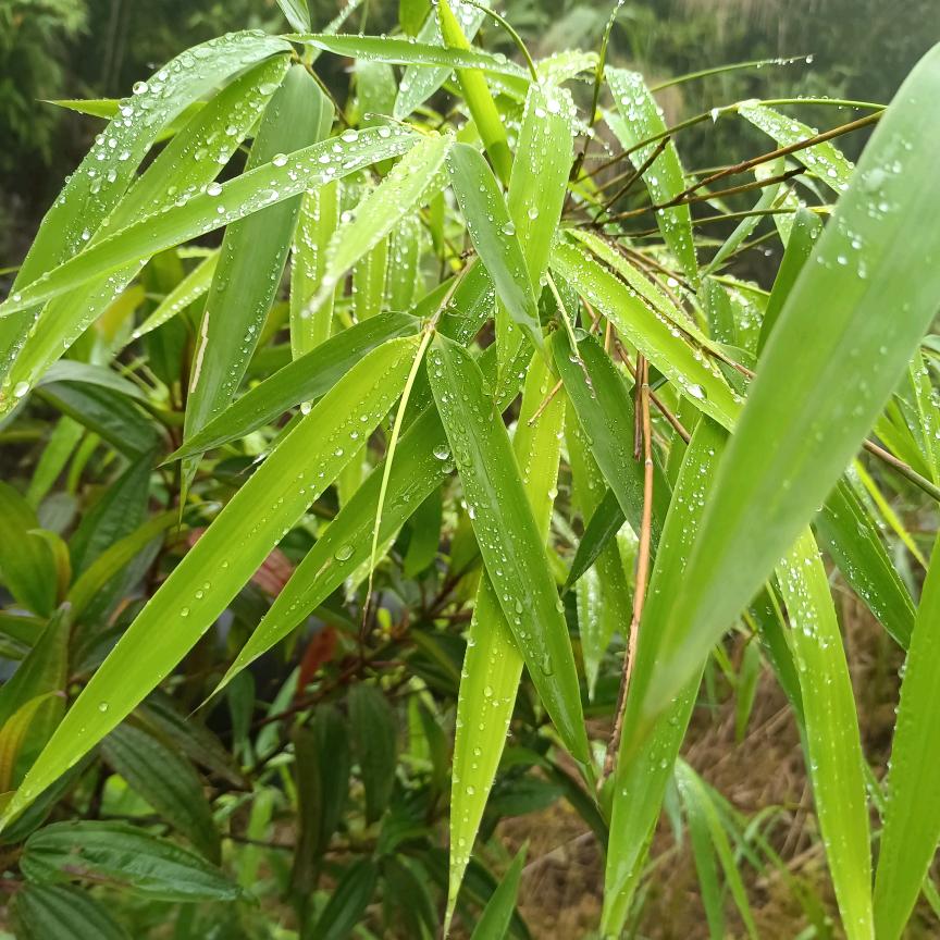 王