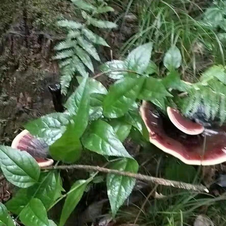坨坨呶呶