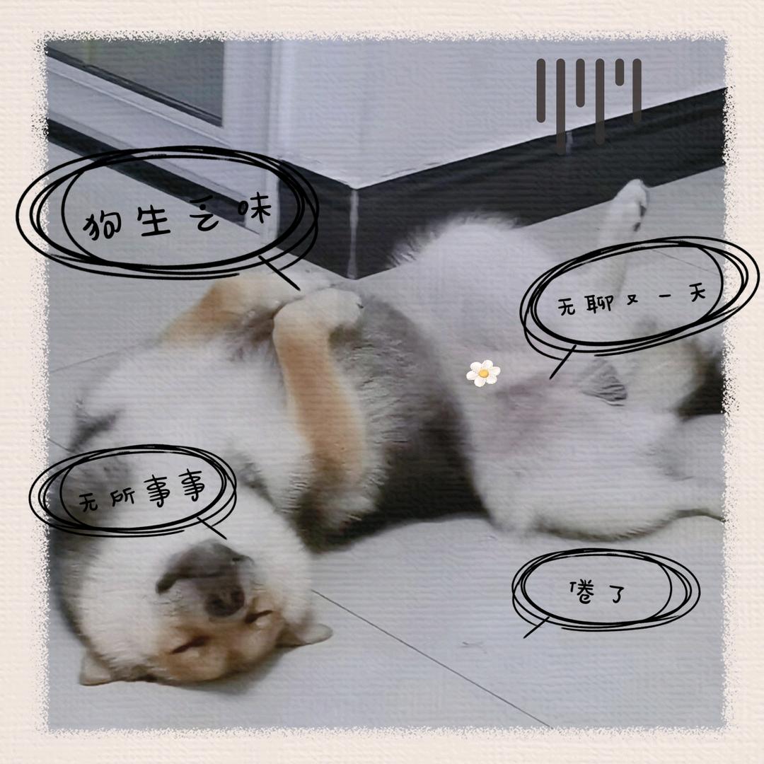 盼盼✨