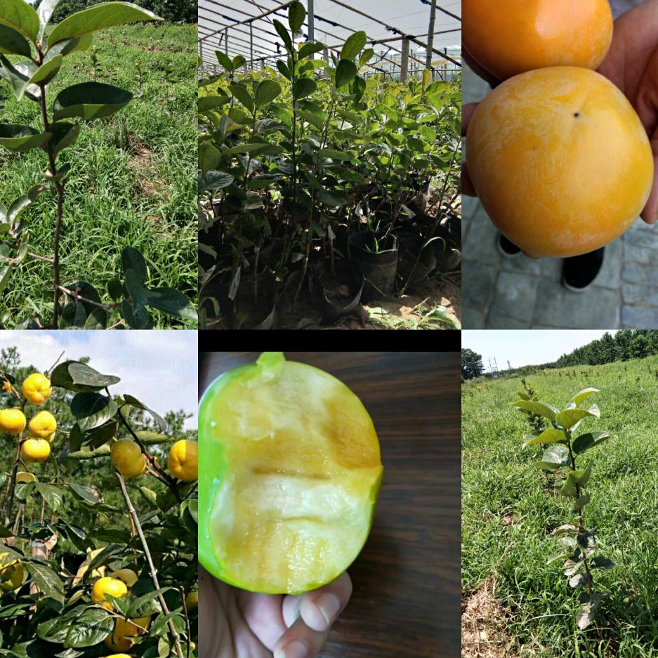 丰科农作物种植专业合作社