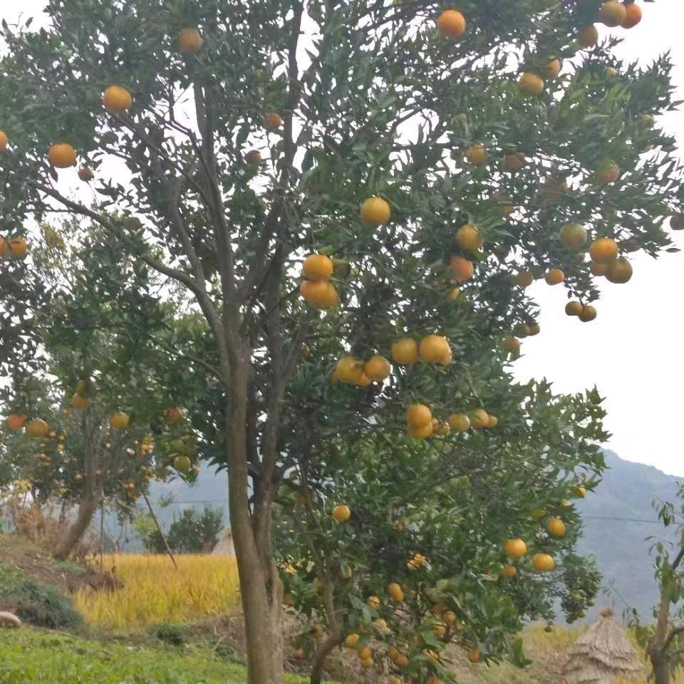 王老大