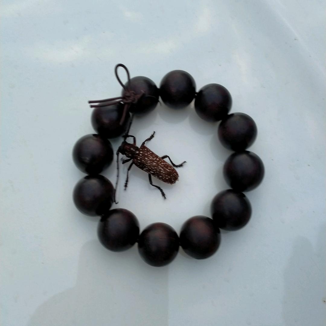 骑着羊放狼