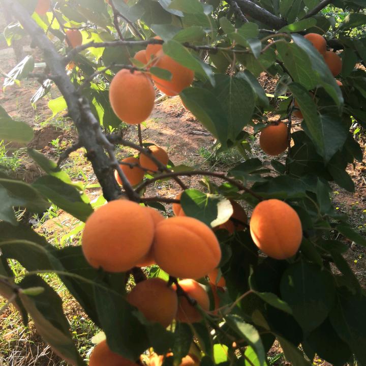 平凡