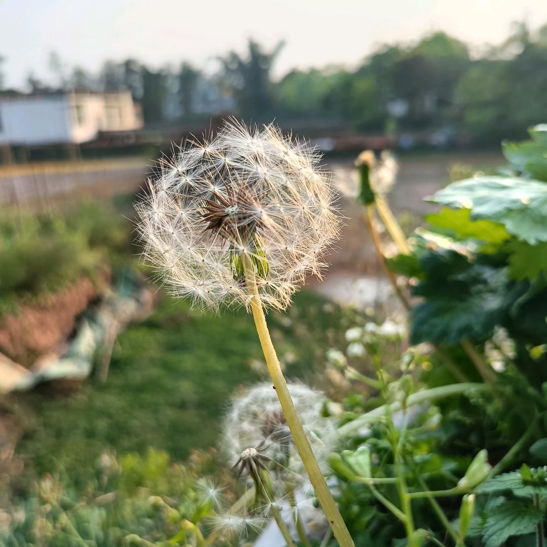 周鸿湘