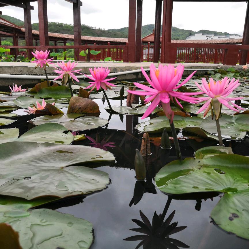 ୧⍤⃝🌻小学同学