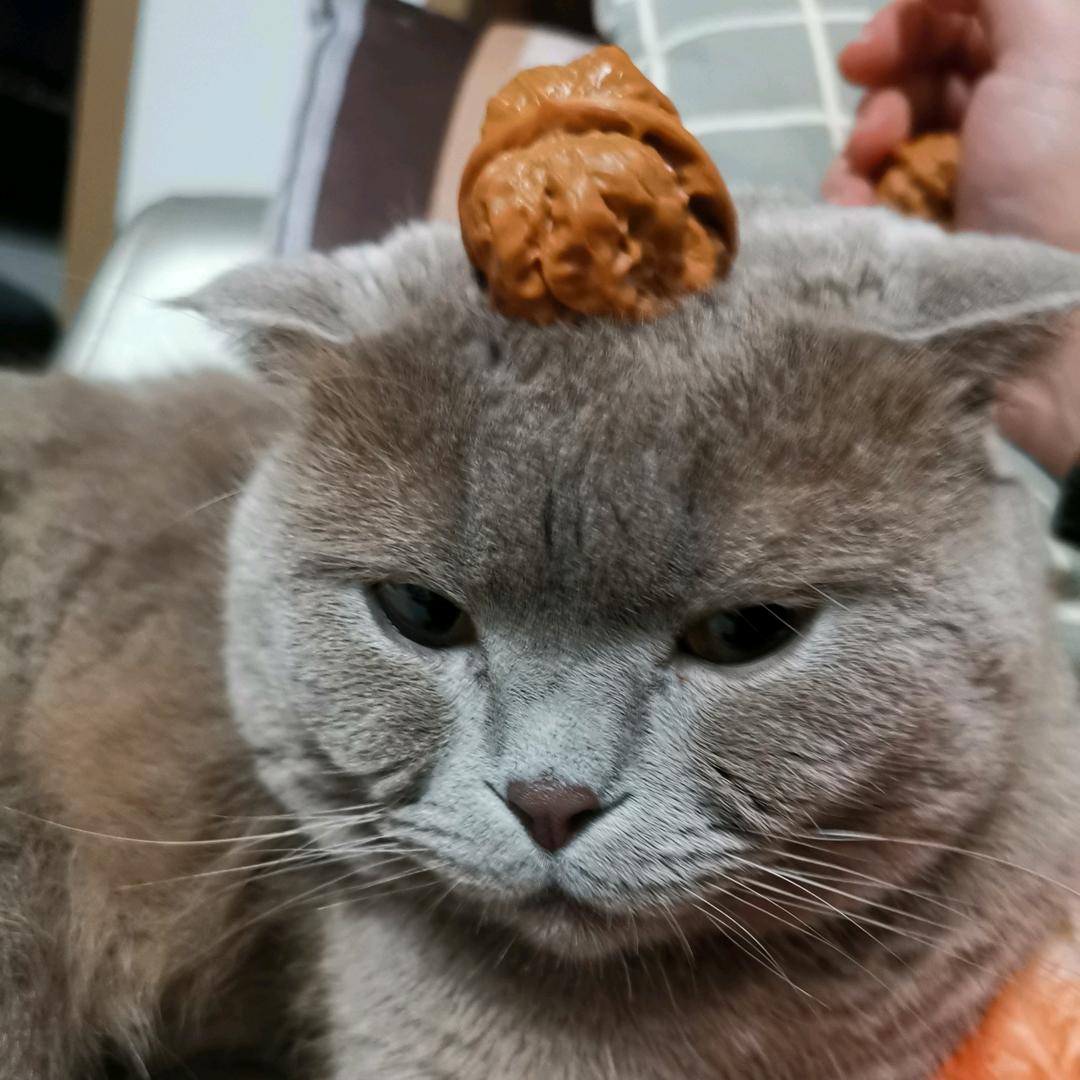 😼哇哦顶呱呱👍