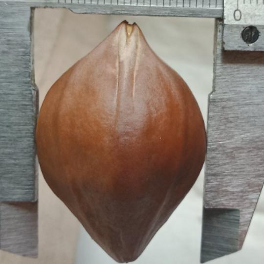 胡灿