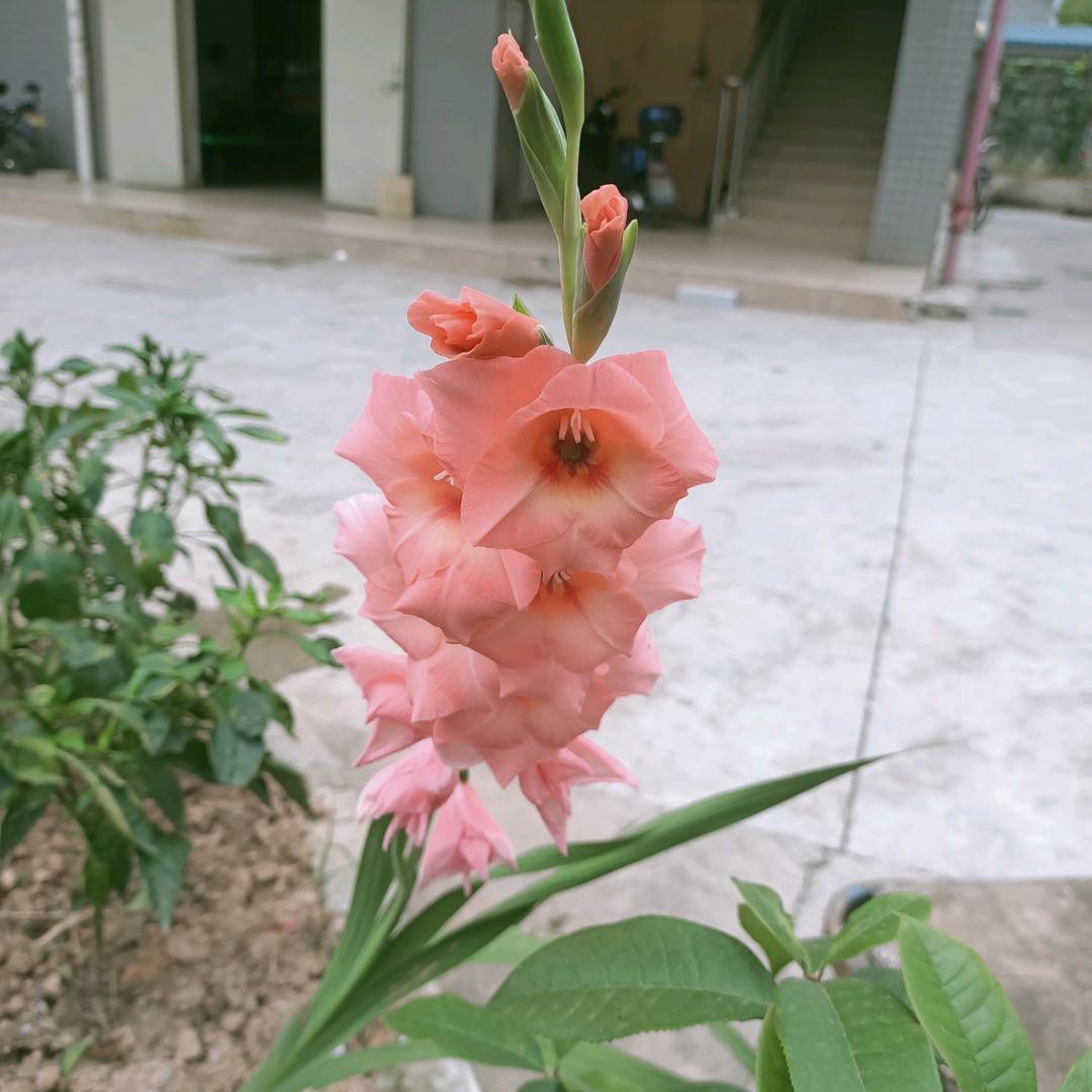 曾经心痛