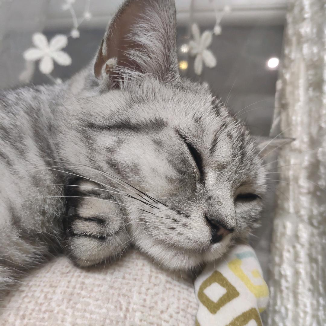 猫元元