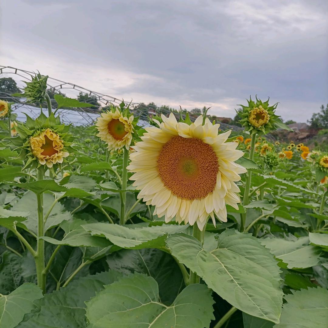 杨凌飞月鲜花西梅采摘农场