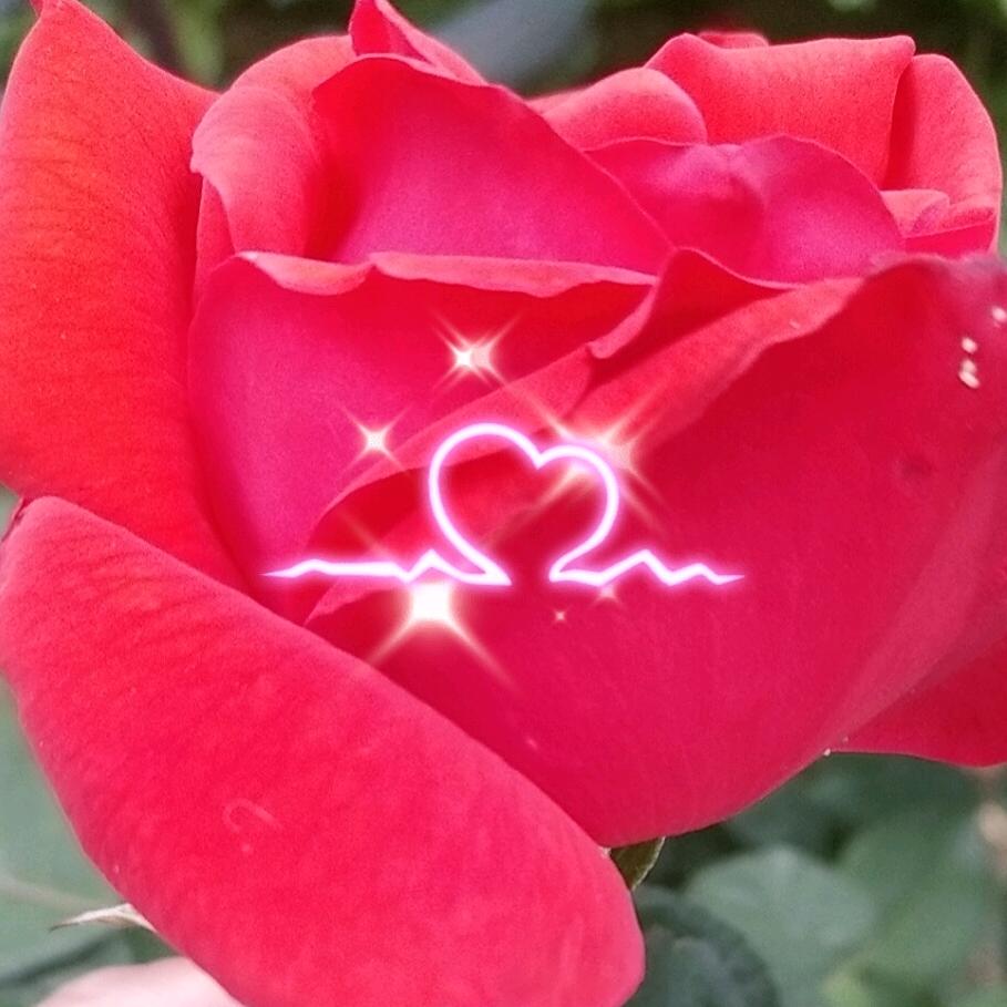 繁花星语